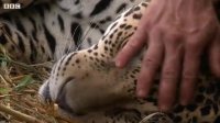 مستند بی بی سی: مبارزه جگوار با بیماری اش