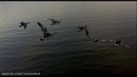 مستند مهاجرت پرندگان Winged Migration