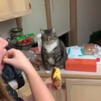 کلیپ خنده دار کوتاه گربه شکمو