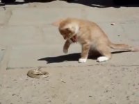 شوخی بچه گربه و مار