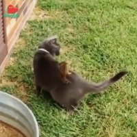 قایم شدن از دست گربه