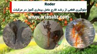 قارچ کش قوی برای دفع انواع قارچ در مرکبات و پسته | Roder | رودر