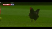 ورود مرغ مزاحم به زمین بازی!