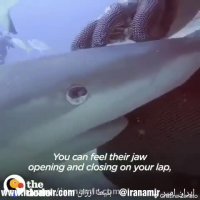 نجات کوسه توسط غواص زن