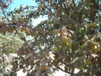 نهال بادام | نهالستان مهندس سعید قاسمی