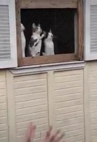 کلیپ بامزه بهترین تماشاچیان دنیا