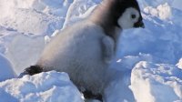 پنگوئن ها زمین می خورند