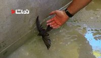 نجات پرنده در حال غرق شدن