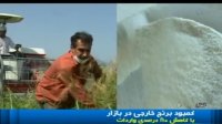 کمبود برنج خارجی در بازار عامل گرانی در آینده
