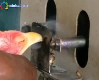 نحوه نوک چینی طیور + مزایا و معایب