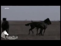 مستند اسب های وحشی | قسمت دوم