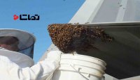 حمله زنبورها به بازیکنان فوتبال