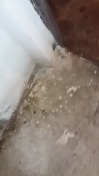 سمپاشی تخصصی سوسک فاضلاب