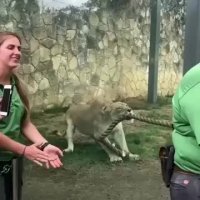 مسابقه طناب کشی با شیر