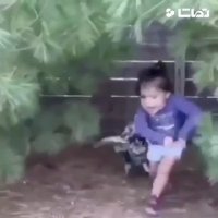 کلیپ خنده دار حمله مرغ ها به انسان ها !!!