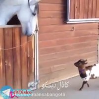 محبت یک بز و اسب به هم ای جان