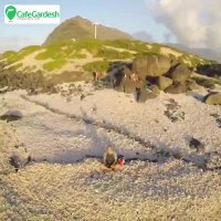 سواحل هاوایی - کافه گردش