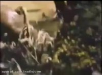 شکار ماهی غول پیکر توسط جگوار سیاه