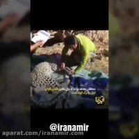 سرگذشت پلنگ ایرانی بنام کاوه
