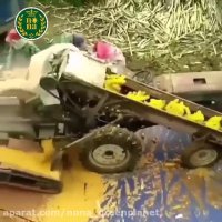 فرآیند تولید زردچوبه