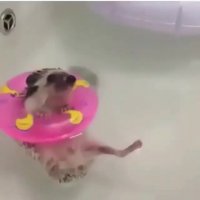 کلیپ خنده دار جوجه تیغی شناگر