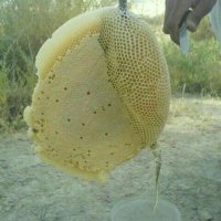 عسل پونه وحشی