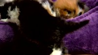Persian Kitten Searches for Perfect Sleeping Spot