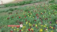 بزرگترین باغ لاله کوهستانی ایران در دیزین