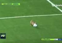 طنز ورزشی . سگی که یک استادیم رو مچل خودش کرد