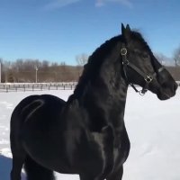 گاهی تضاد ها زیبایی می آفرینند