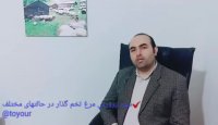 سود پرورش مرغ تخمگذار در حالتهای مختلف