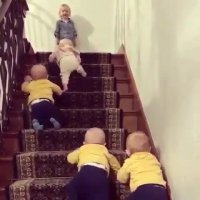 "چهار قلو "هماهنگ