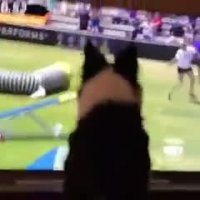 باهوش ترین نژاد سگ رو ایشون دارن !!!