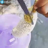 عسل زنبور وحشی کوپال