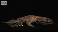 مستند - کروکودیل ها