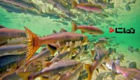 رودخانه ای که بیشتر از آب ماهی داره!