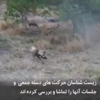 سگ هایی که با عطسه برنامه ریزی می کنند!