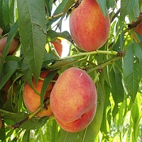 هلو خونی 09121270623