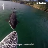 صحنه ای ناب و دیدنی در وسط دریا