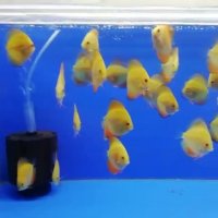 دیسکس گلدن میلنیوم