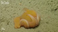 Shy Little Octopus Has Scientist Flipping Out | The Dodo