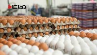 توزیع تخم مرغ وارداتی آغاز شد