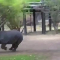 لگد زدن زرافه