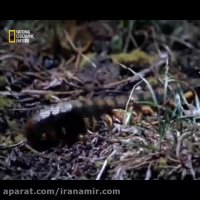 #حیات_وحش هزارپای غول پیکر در نوع خودش یکی از کشنده ترین موجودات است