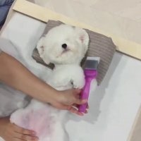 شونه کردن دوست داره