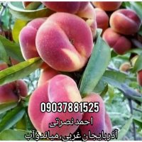 نهالستان راهنوردی