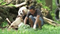 پاندای بامزه و پرستارش