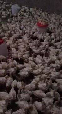 🛑 فروش بوقلمون بیوتی 6 باوزن 700 گرم کامل  واکسینه شده 09121986651