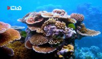 کلیپی از پولیپ های مرجانی