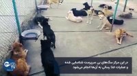 ساماندهی سگ های بی سرپرست اصفهان